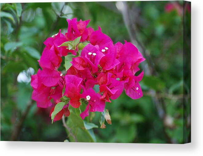 Flowers Canvas Print featuring the photograph Flowers by Rob Hans