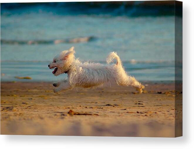 Dog Canvas Print featuring the photograph Flying Dog by Harry Spitz