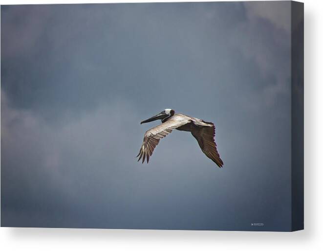  Canvas Print featuring the photograph Flying High by Phil Mancuso