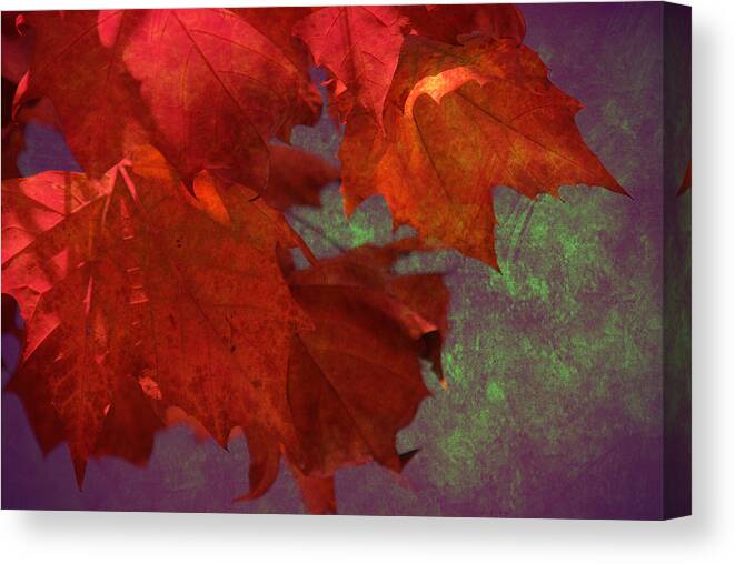 Fall Canvas Print featuring the photograph Foliage by Susanne Van Hulst