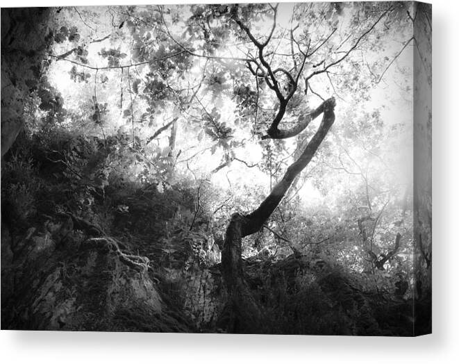 Tree Canvas Print featuring the photograph Forgetting by Dorit Fuhg