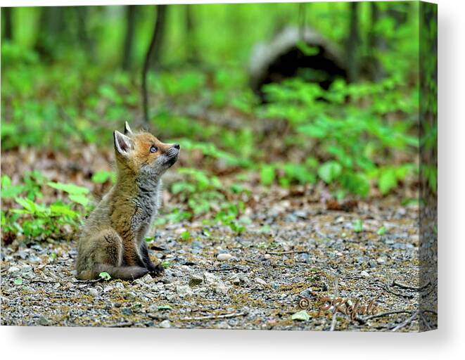 Fox Canvas Print featuring the photograph Fox by Jackie Russo