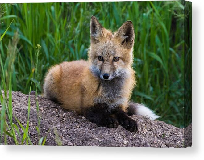 Red Fox Canvas Print featuring the photograph Fox Kit at Dusk #1 by Mindy Musick King
