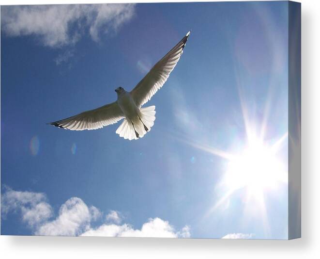 Gull Canvas Print featuring the photograph Freedom - Photograph by Jackie Mueller-Jones
