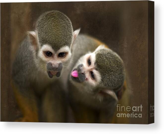 Monkeys Canvas Print featuring the photograph French Kiss by Ang El
