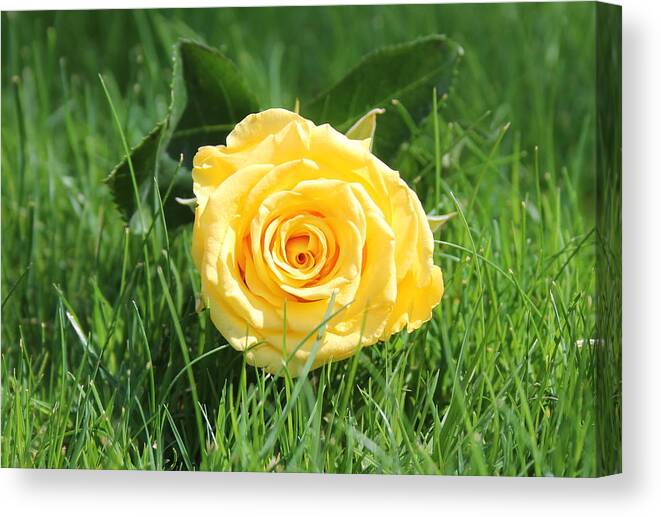 A Bright Yellow Rose To Show Friendship Canvas Print featuring the photograph Friendship Rose by Floral Notes By D