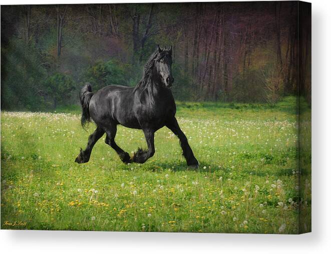 Friesian Canvas Print featuring the photograph Friesian Power by Fran J Scott