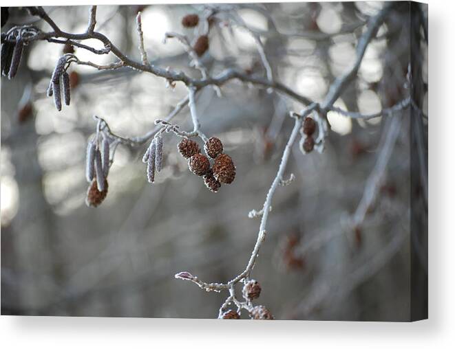 Nature Canvas Print featuring the photograph Frost by Peter McIntosh