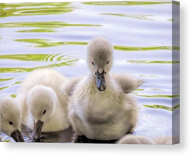 Fuzzy Canvas Print featuring the photograph Fuzzy by Janice Drew