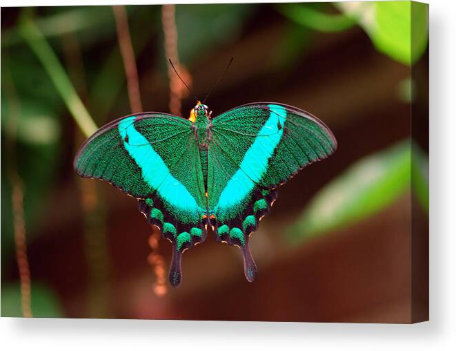 Butterfly Canvas Print featuring the photograph Geen Blue Butterfly by Don Wright