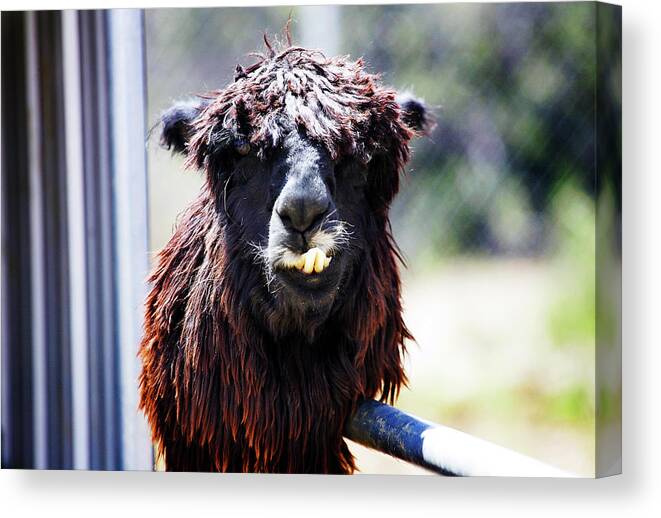 Llama Canvas Print featuring the photograph Geofery by Anthony Jones