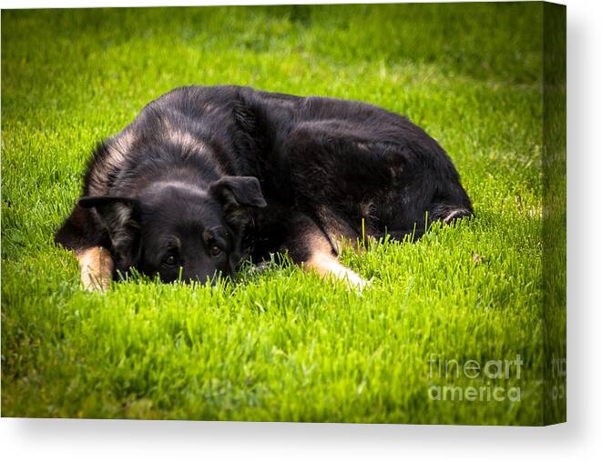 German Shepherd Canvas Print featuring the photograph German Shepherd Sleeping by Blake Webster