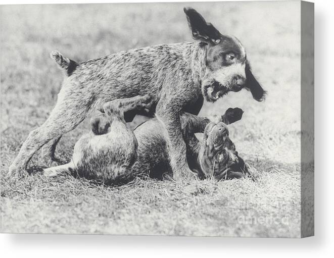 German Wire-haired Pointer Canvas Print featuring the photograph German Wire-hair Pups At Play by Ulrike Welsch