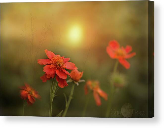  Canvas Print featuring the photograph Geums sing morning by Cybele Moon