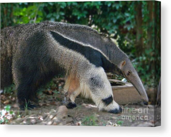 Giant Anteater Canvas Print featuring the photograph Giant Anteater by Emmy Vickers