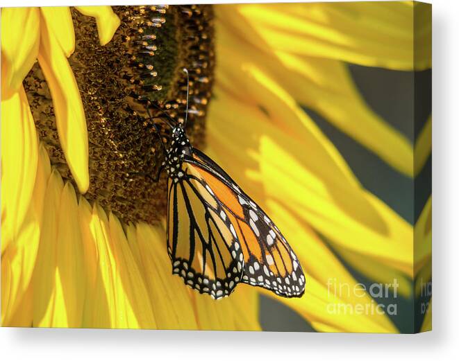 Cheryl Baxter Photography Canvas Print featuring the photograph Giant Sunflower with Monarch by Cheryl Baxter