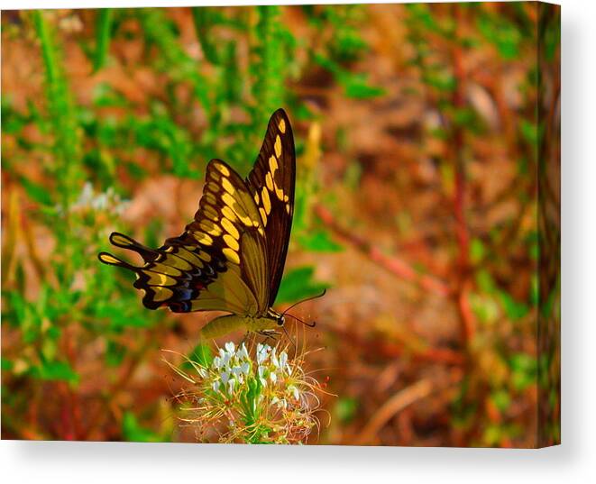 James Smullins Canvas Print featuring the photograph Giant swallowtail butterfly by James Smullins
