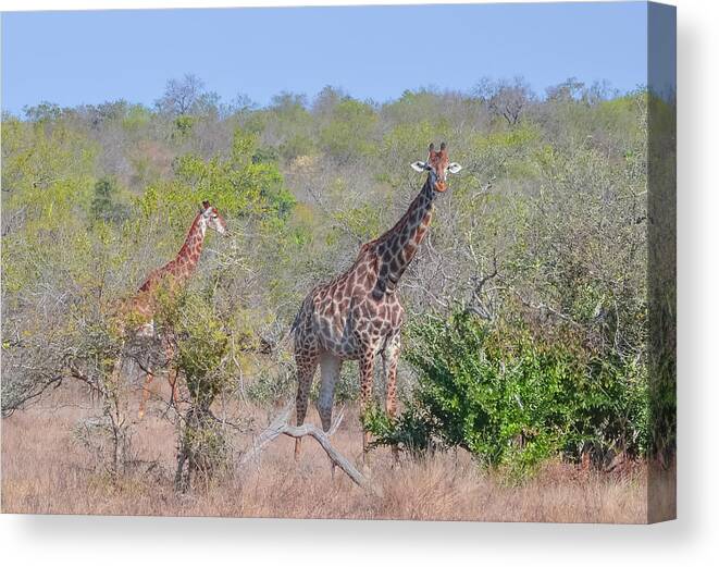13 Jul 13 Canvas Print featuring the photograph Giraffe Family on Safari by Jeff at JSJ Photography