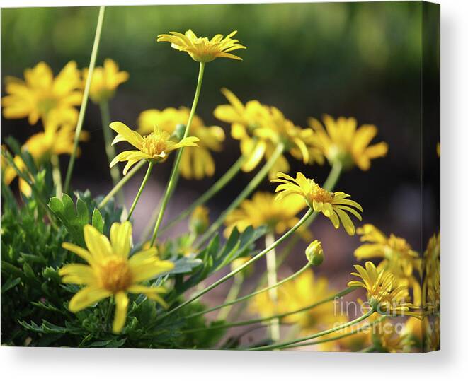Daisy Canvas Print featuring the photograph Glorious Yellow Daisies by Carol Groenen
