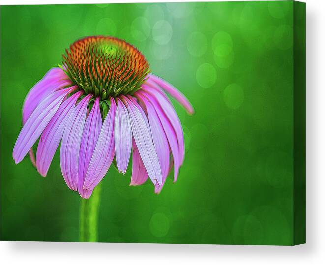 Flower Canvas Print featuring the photograph Glowing Cone Flower by Cathy Kovarik