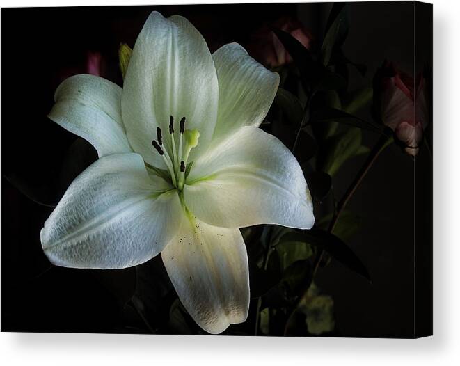 Flowers Canvas Print featuring the photograph Glowing by Elaine Malott