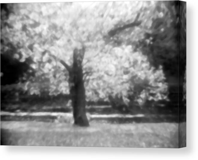 Black And White Canvas Print featuring the photograph Glowing Tree by Emery Graham