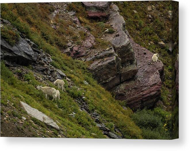 Mountain Goats Canvas Print featuring the photograph Goats Grazing Below Grinnell Glacier Trail by Belinda Greb
