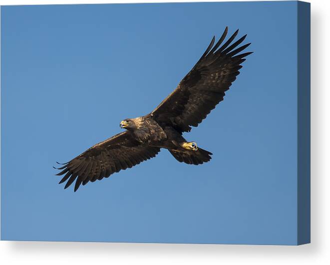 Loree Johnson Canvas Print featuring the photograph Golden Eagle in Flight by Loree Johnson