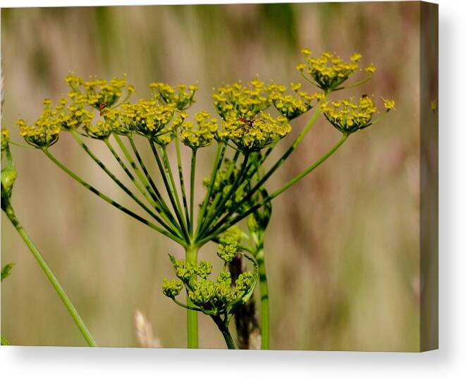 Weed Canvas Print featuring the photograph Wild Parsnip by Betty-Anne McDonald