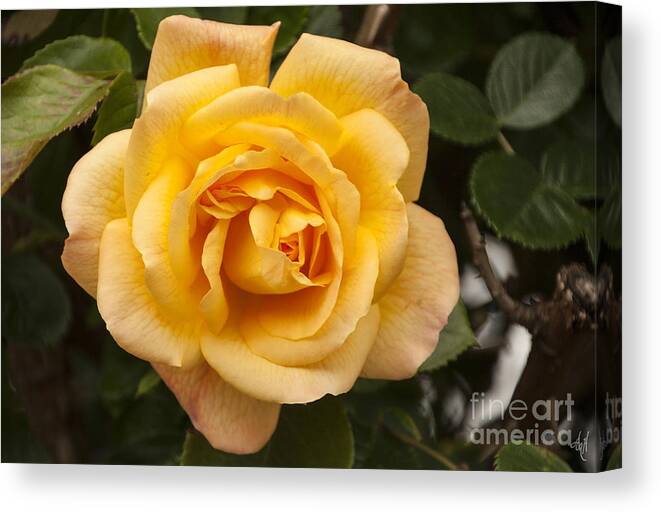 Golden Rose Canvas Print featuring the photograph Golden Rose by Victoria Harrington