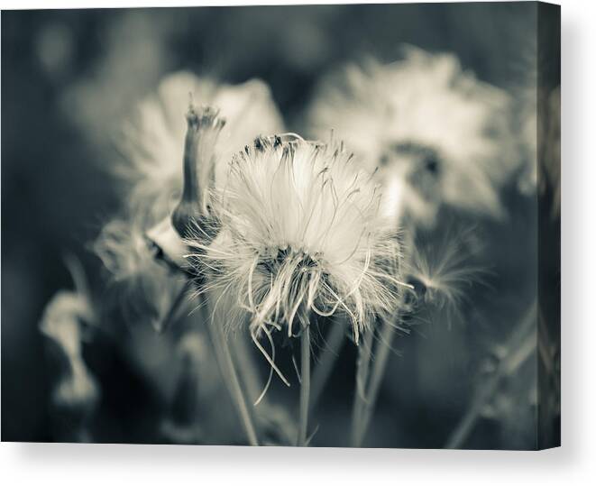 Illinois Canvas Print featuring the photograph Gone to Seed by Joni Eskridge