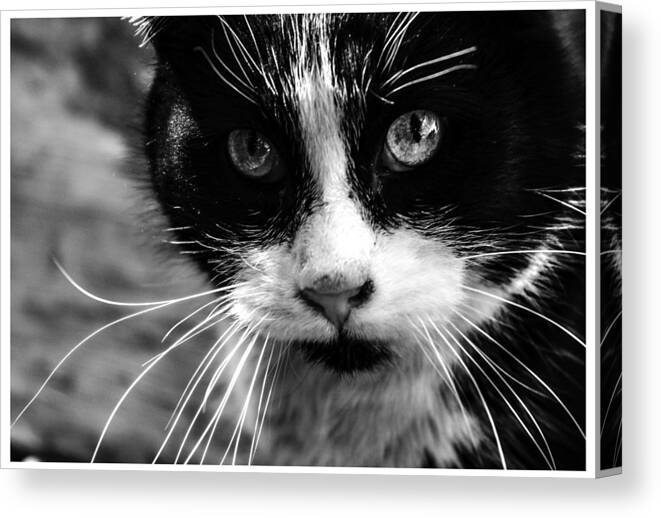 Cats Canvas Print featuring the photograph Gorgeous close up BW by Sandra Dalton