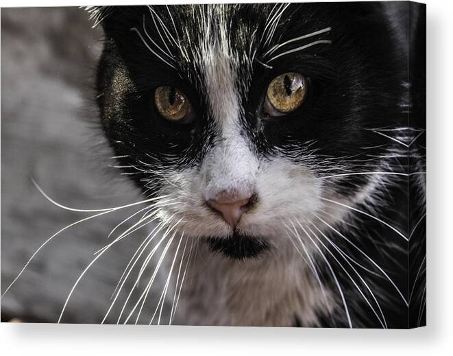 Cats Canvas Print featuring the photograph Gorgeous close up by Sandra Dalton