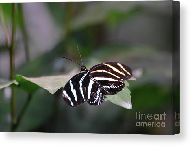 Zebra-butterfly Canvas Print featuring the photograph Gorgeous Shot of a Zebra Butterfly on a Leaf by DejaVu Designs