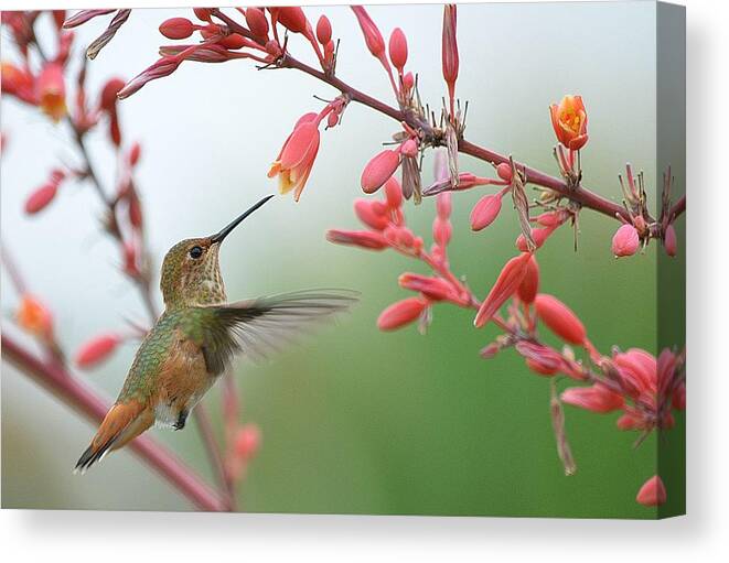 Hummingbird Canvas Print featuring the photograph Grace In Motion by Fraida Gutovich