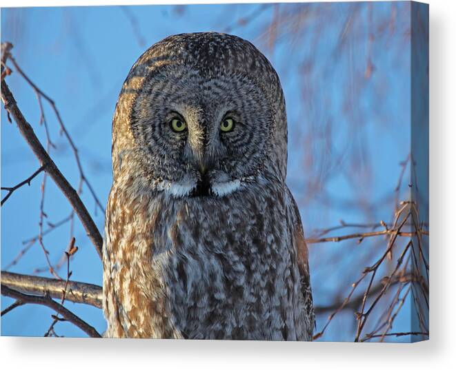 Sam Amato Canvas Print featuring the photograph Graceful Grey Owl by Sam Amato