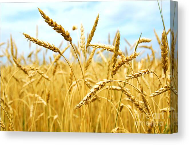 Wheat Canvas Print featuring the photograph Grain field by Elena Elisseeva