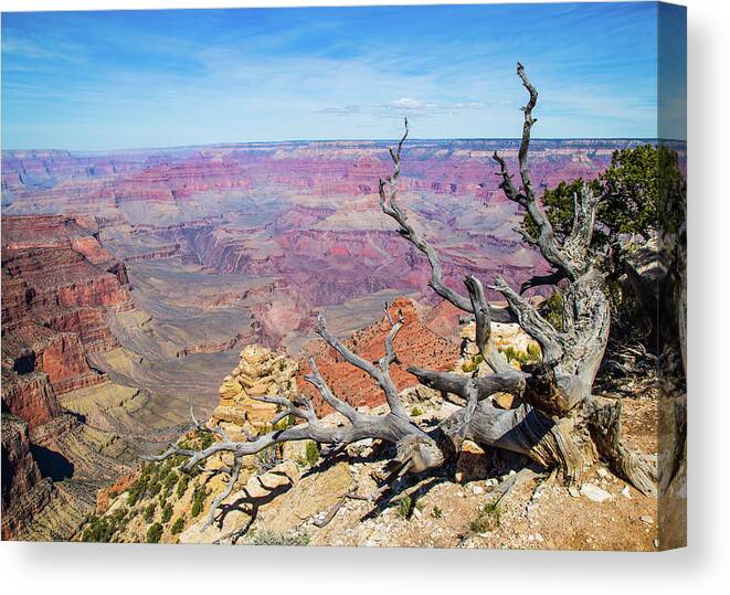 Grand Canyon National Park Canvas Print featuring the photograph Grand Canyon Tree by Joe Kopp