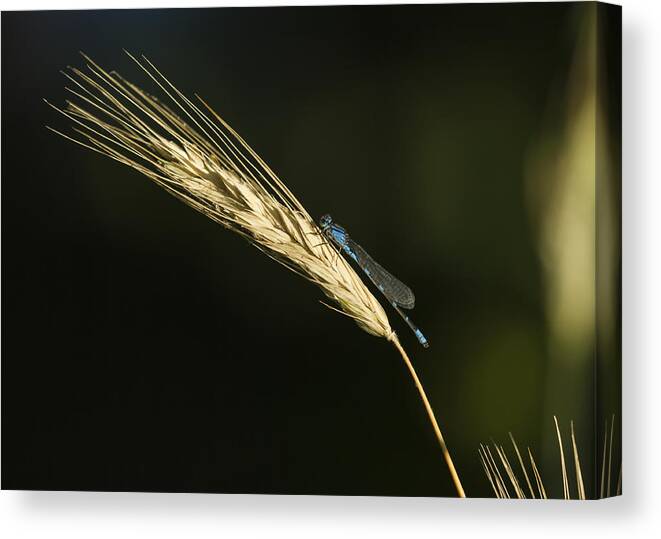Enallagma Cyathigerum (common Blue Damselfly Canvas Print featuring the photograph Grass with Blue Damsel by Thomas Young