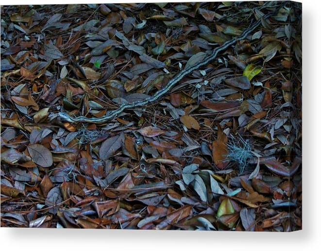 Gray Rat Snake Canvas Print featuring the photograph Gray Rat Snake by Cynthia Guinn