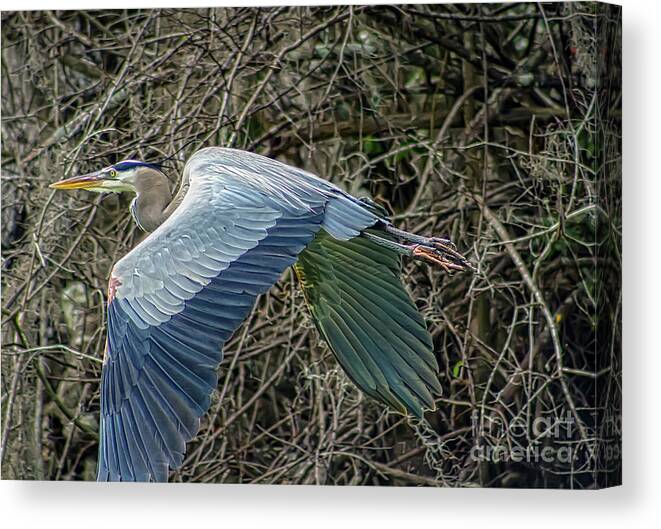 Heron Canvas Print featuring the photograph Great Blue Heron in Flight by DB Hayes