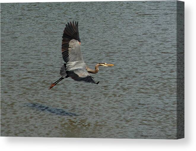 Nature Canvas Print featuring the photograph Great Blue Heron in Flight by Kathleen Stephens