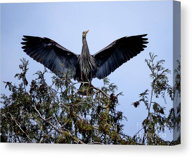 Terry Elniski Photography Canvas Print featuring the photograph Great Blue Heron Nesting 2017 - 7 by Terry Elniski