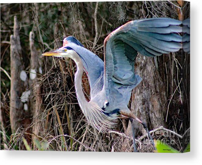 Nature Canvas Print featuring the photograph Great Blue Heron - Signed by DB Hayes
