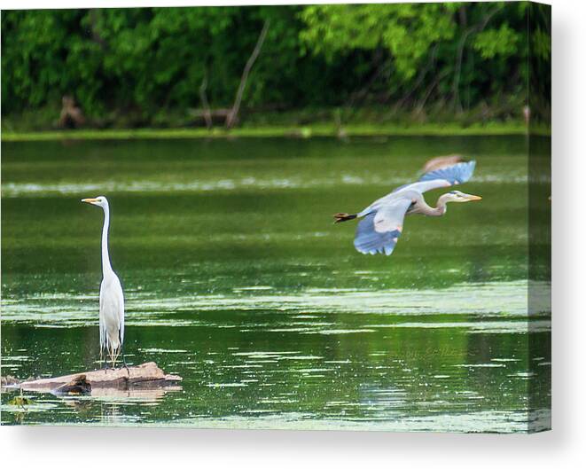 Great Blue Heron Canvas Print featuring the photograph Great Egret And Great Blue Heron by Ed Peterson
