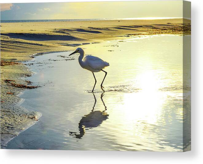 Bird Canvas Print featuring the photograph Great Egret by Ashleena Valene Taylor