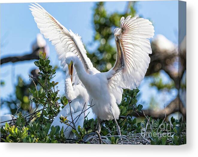 Egrets Canvas Print featuring the photograph Great Egret Bullying Chick by DB Hayes