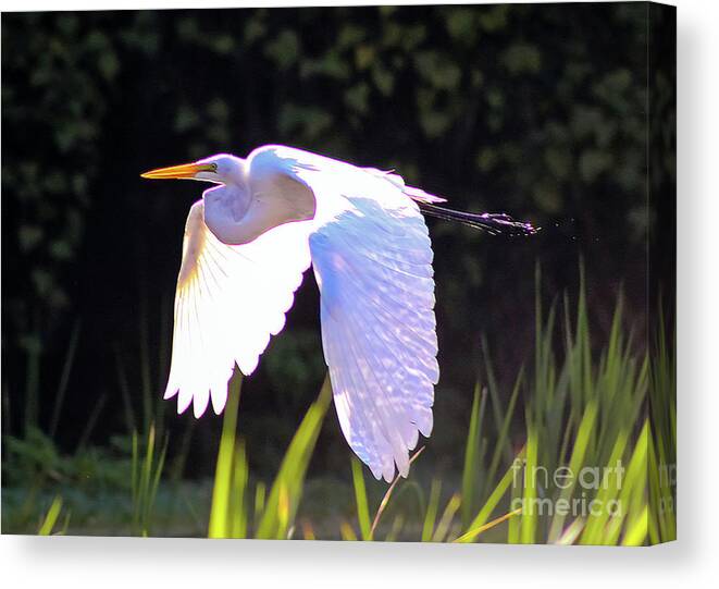 Nature Canvas Print featuring the photograph Great Egret in Flight - Ardea Alba by DB Hayes