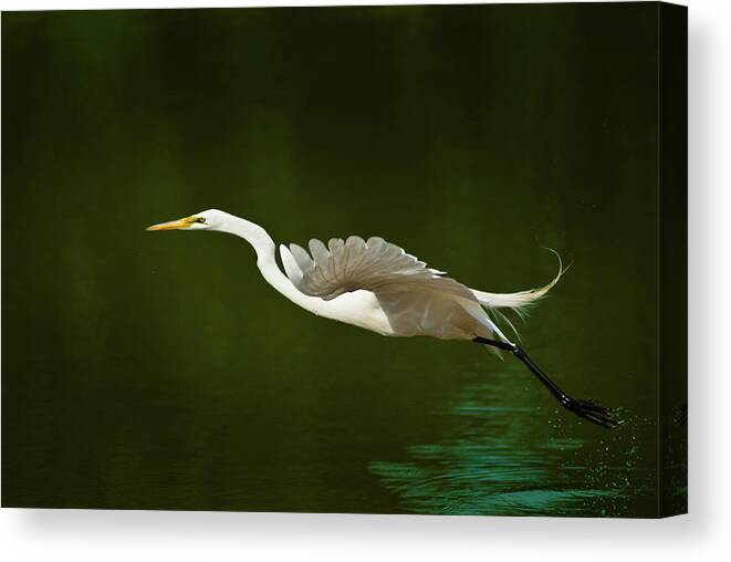Great Egret Canvas Print featuring the photograph Great Egret Takeoff by Onyonet Photo studios