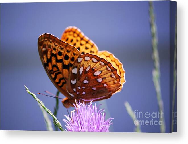 Fritillary Canvas Print featuring the photograph Great Spangled Fritillary by Randy Bodkins